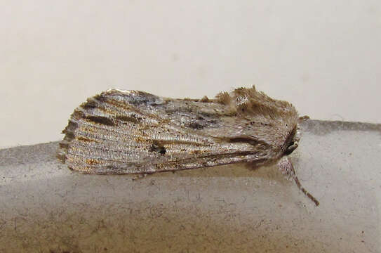 Image of Southern Armyworm Moth