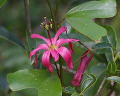 Passiflora cubensis Urb.的圖片