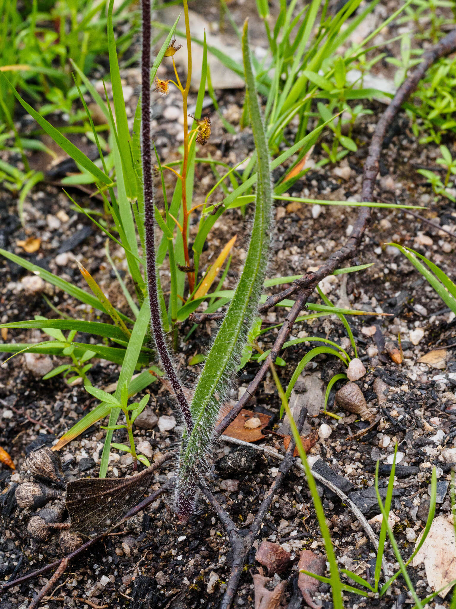 Image of Red-lipped spider orchid