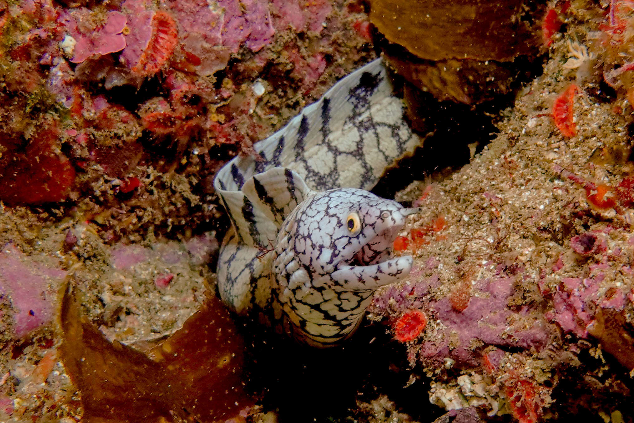 Gymnothorax berndti Snyder 1904 resmi