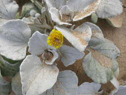 Image of Sand daisy