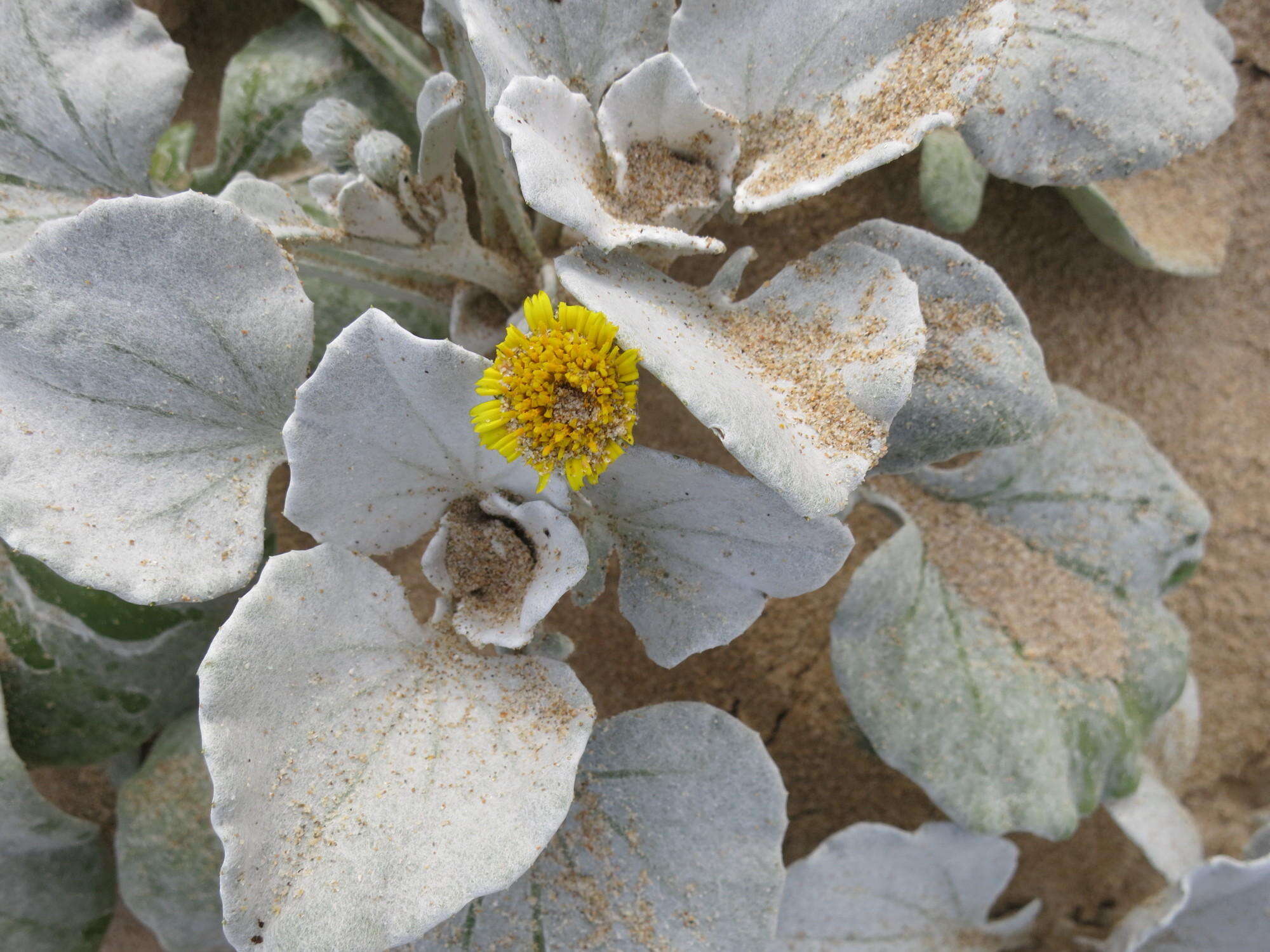 Слика од Arctotheca populifolia (Berg.) T. Norl.