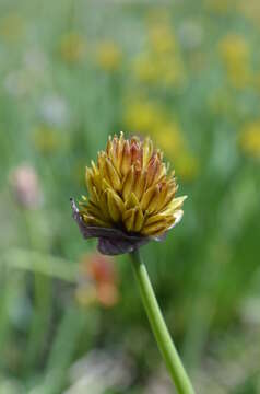 Image of Allium atrosanguineum Schrenk