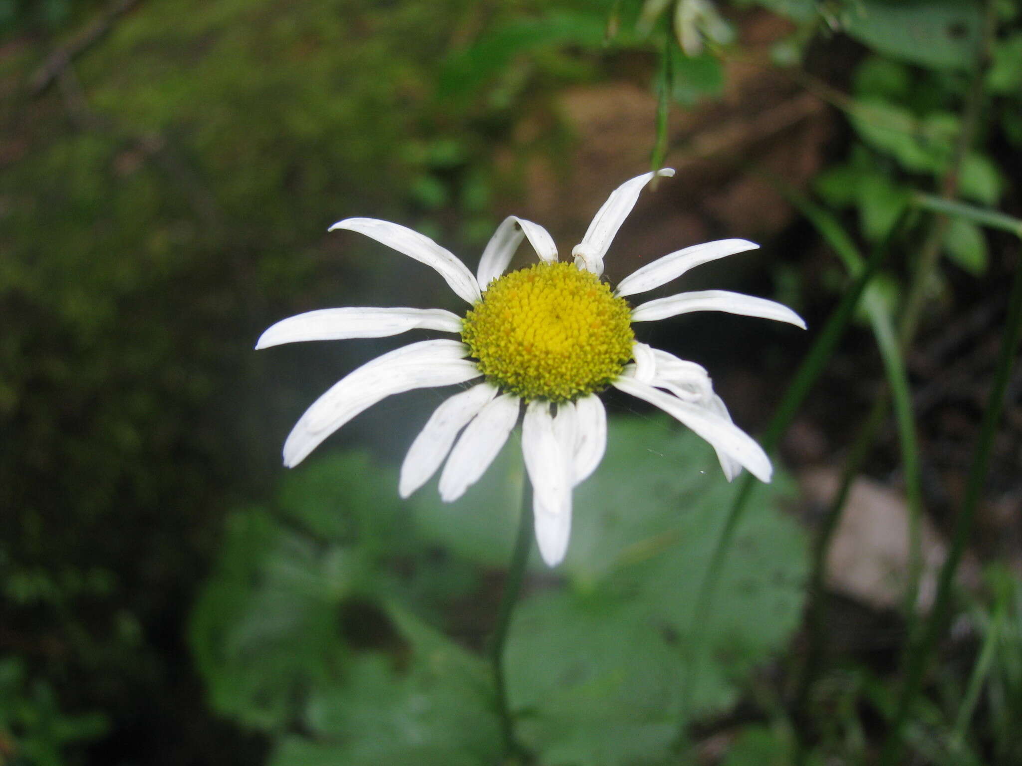 Image of Leucanthemum rotundifolium (Willd.) DC.