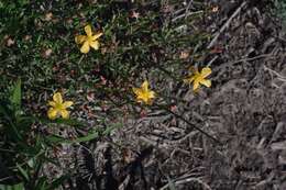 Image of Hypericum lalandii Choisy