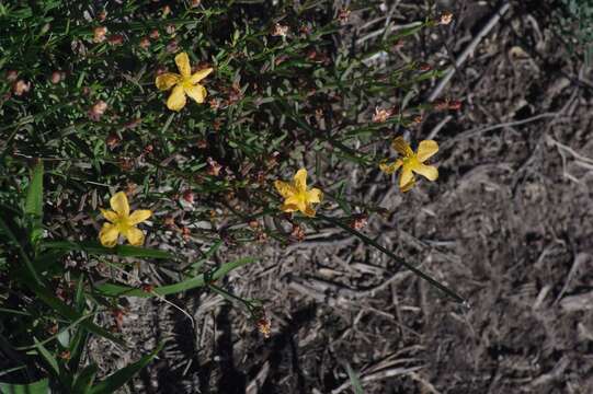 صورة Hypericum lalandii Choisy