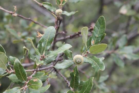 Image of Quercus sebifera Trel.
