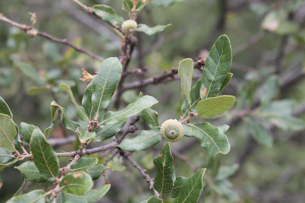 Слика од Quercus sebifera Trel.