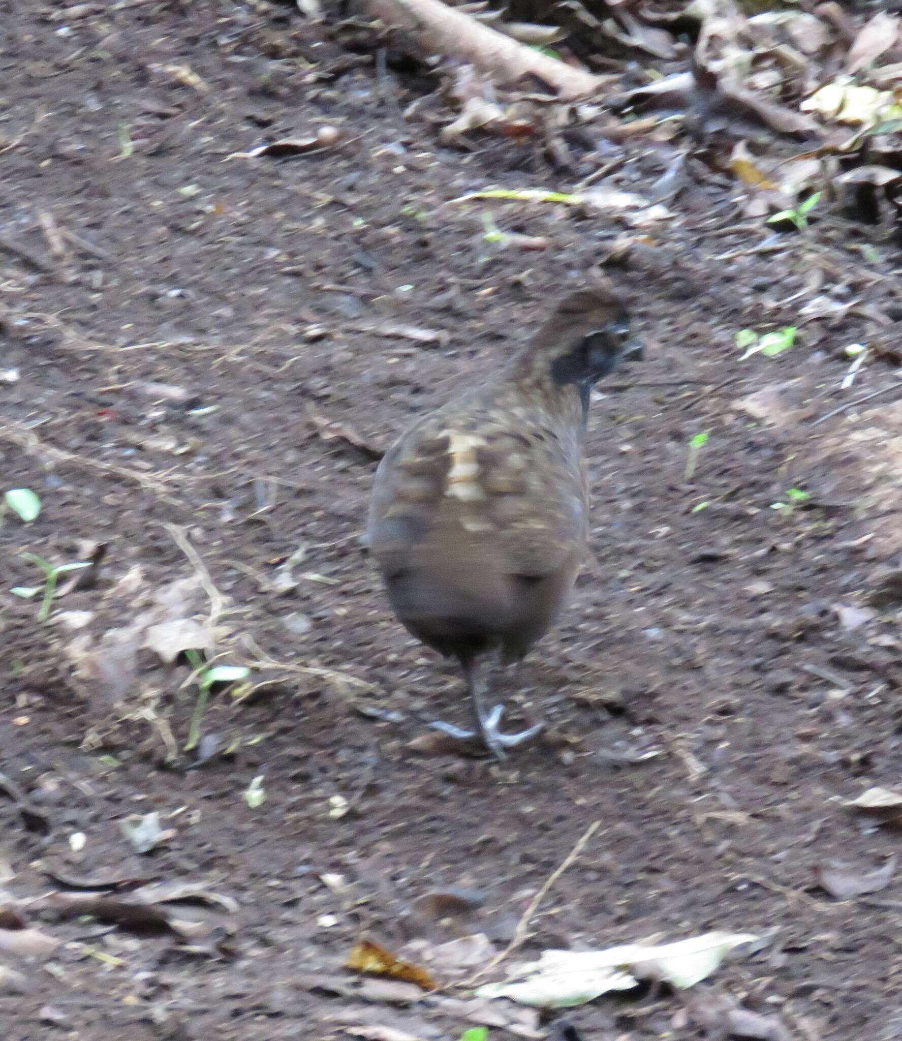 Image of Black-breasted Wood Quail