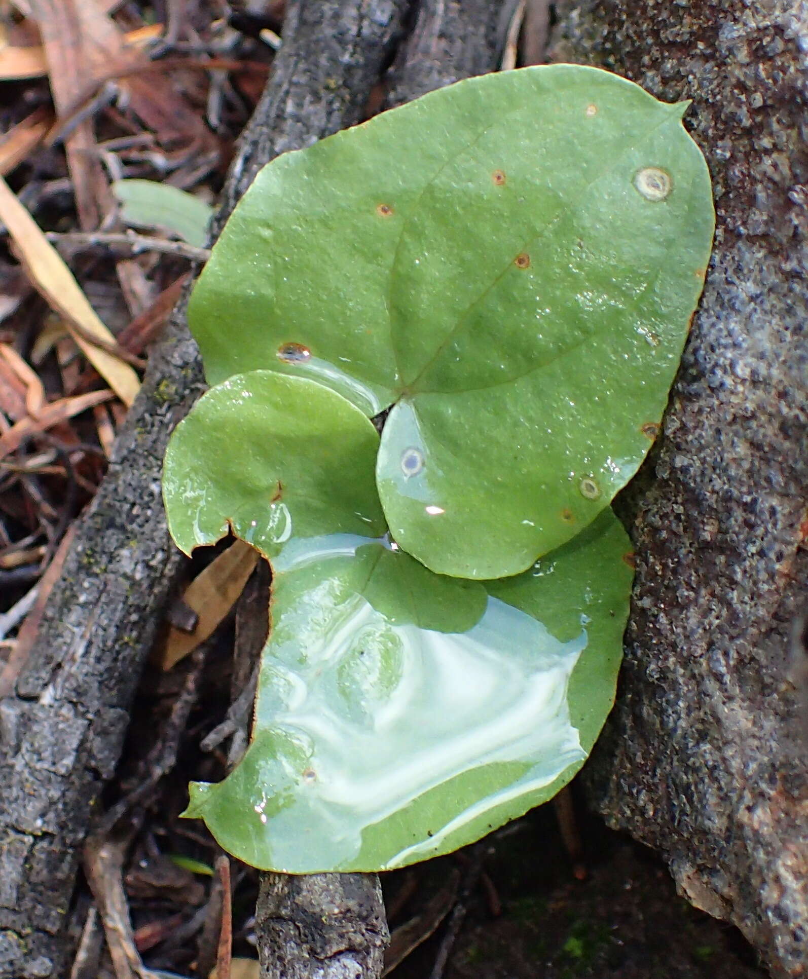 Dioscorea hemicrypta Burkill resmi