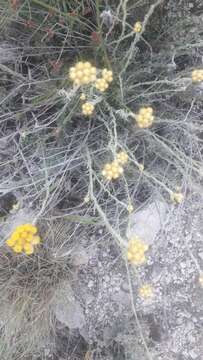 Image of Helichrysum stoechas subsp. stoechas