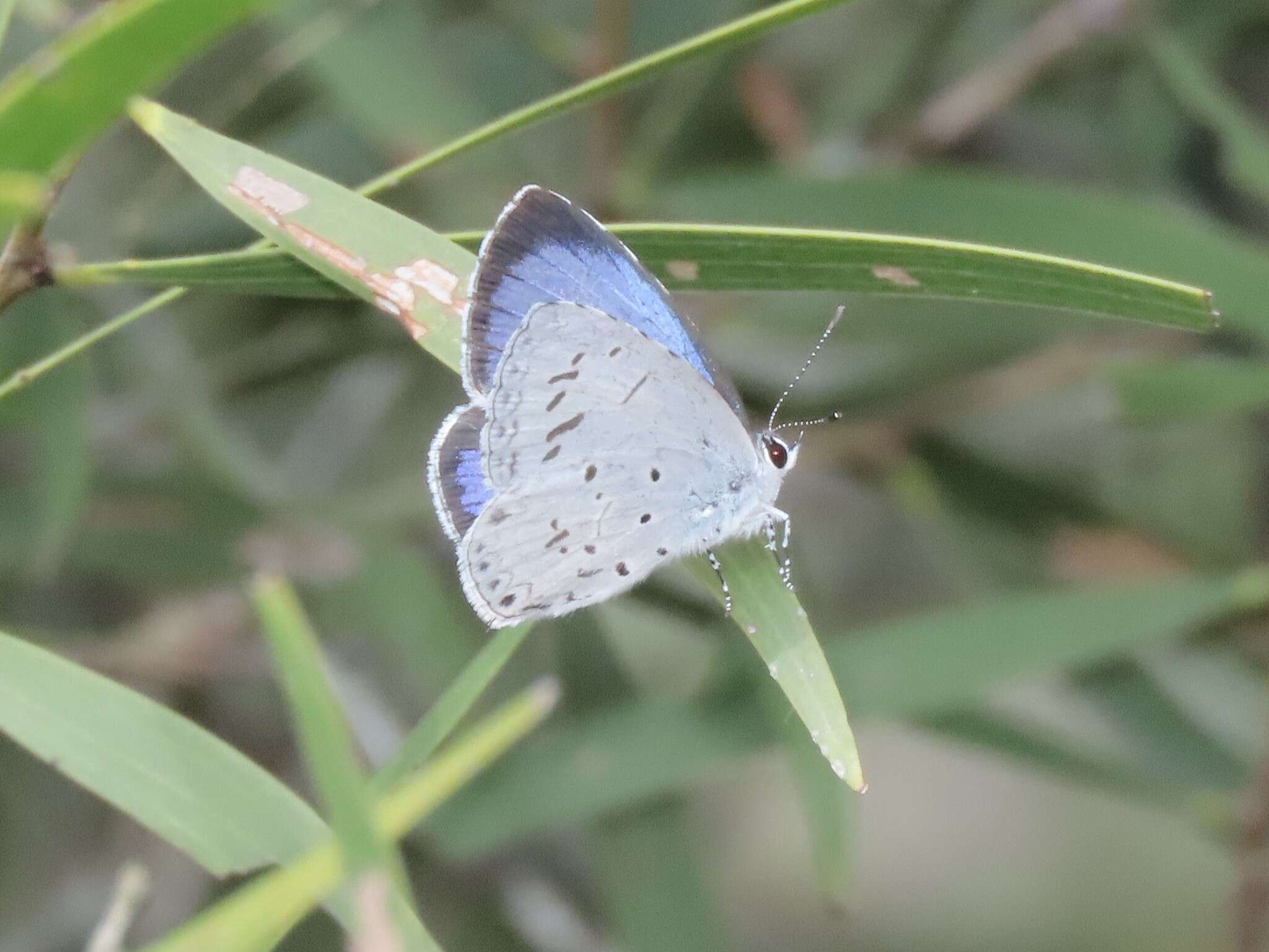 Image of Acytolepis puspa myla (Fruhstorfer 1909)