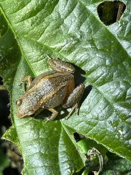 Arthroleptis xenodactyloides Hewitt 1933的圖片