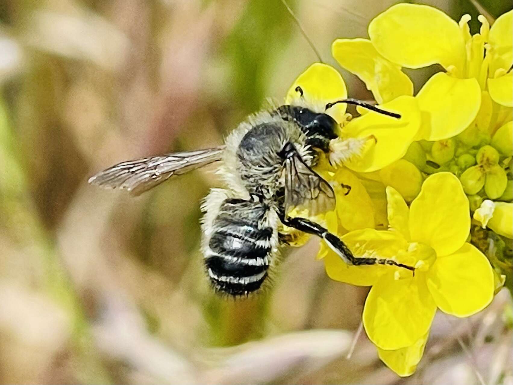 Image of Megachile pollinosa Spinola 1851