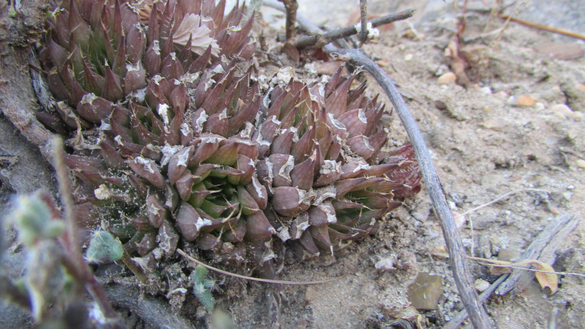 Слика од Haworthia arachnoidea var. nigricans (Haw.) M. B. Bayer