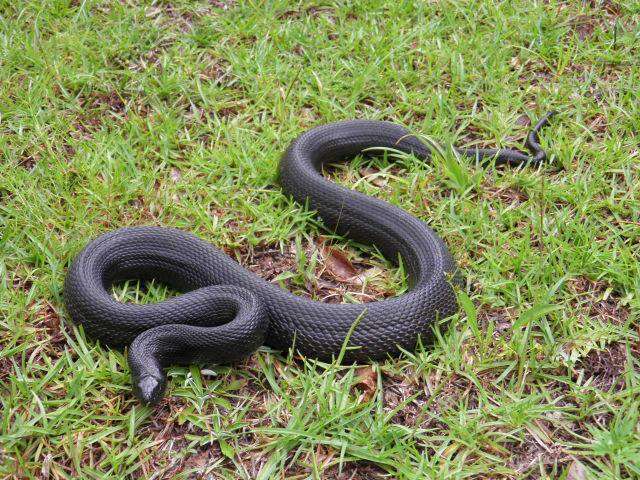 Imagem de Pituophis melanoleucus lodingi Blanchard 1924