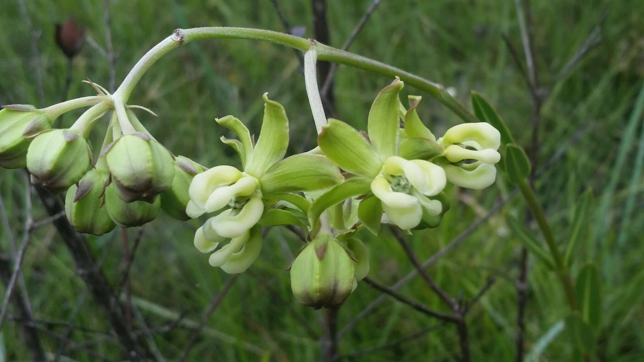 Imagem de Asclepias connivens Baldw. ex Ell.