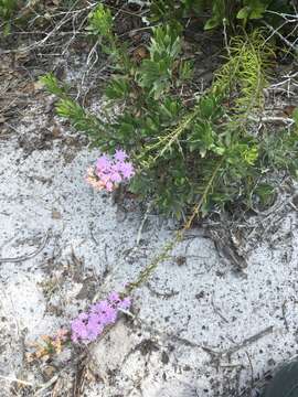 صورة Liatris pauciflora var. secunda (Ell.) D. B. Ward