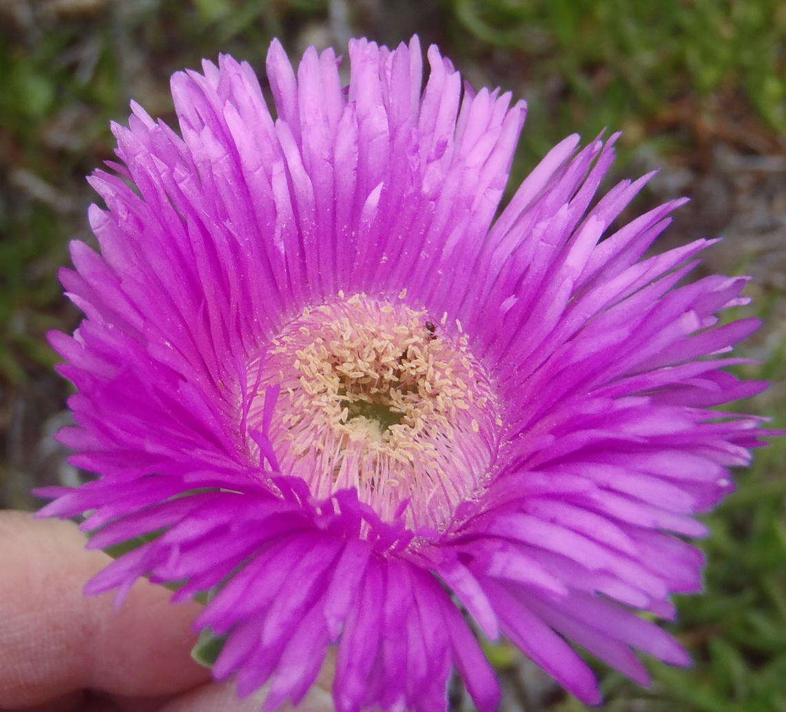 Image of Carpobrotus deliciosus (L. Bol.) L. Bol.