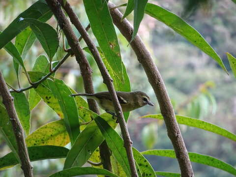 Image of Yellow-winged Vireo