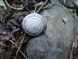 Image of Aegista subchinensis (Möllendorff 1884)