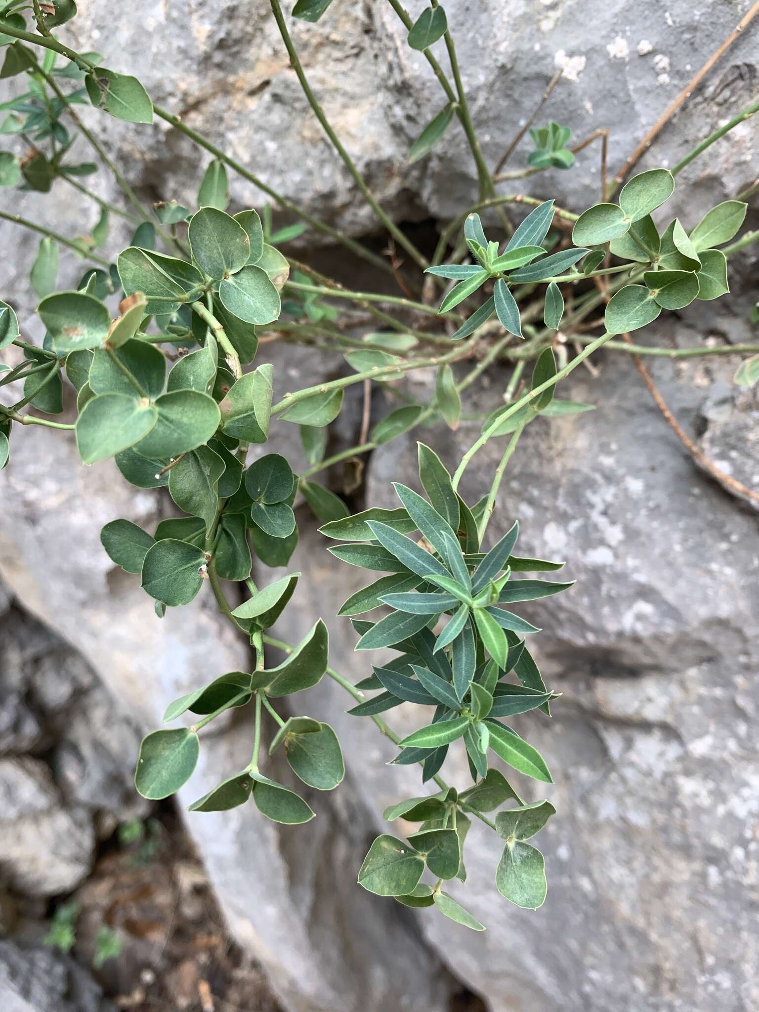 Sivun Euphorbia fragifera Jan kuva