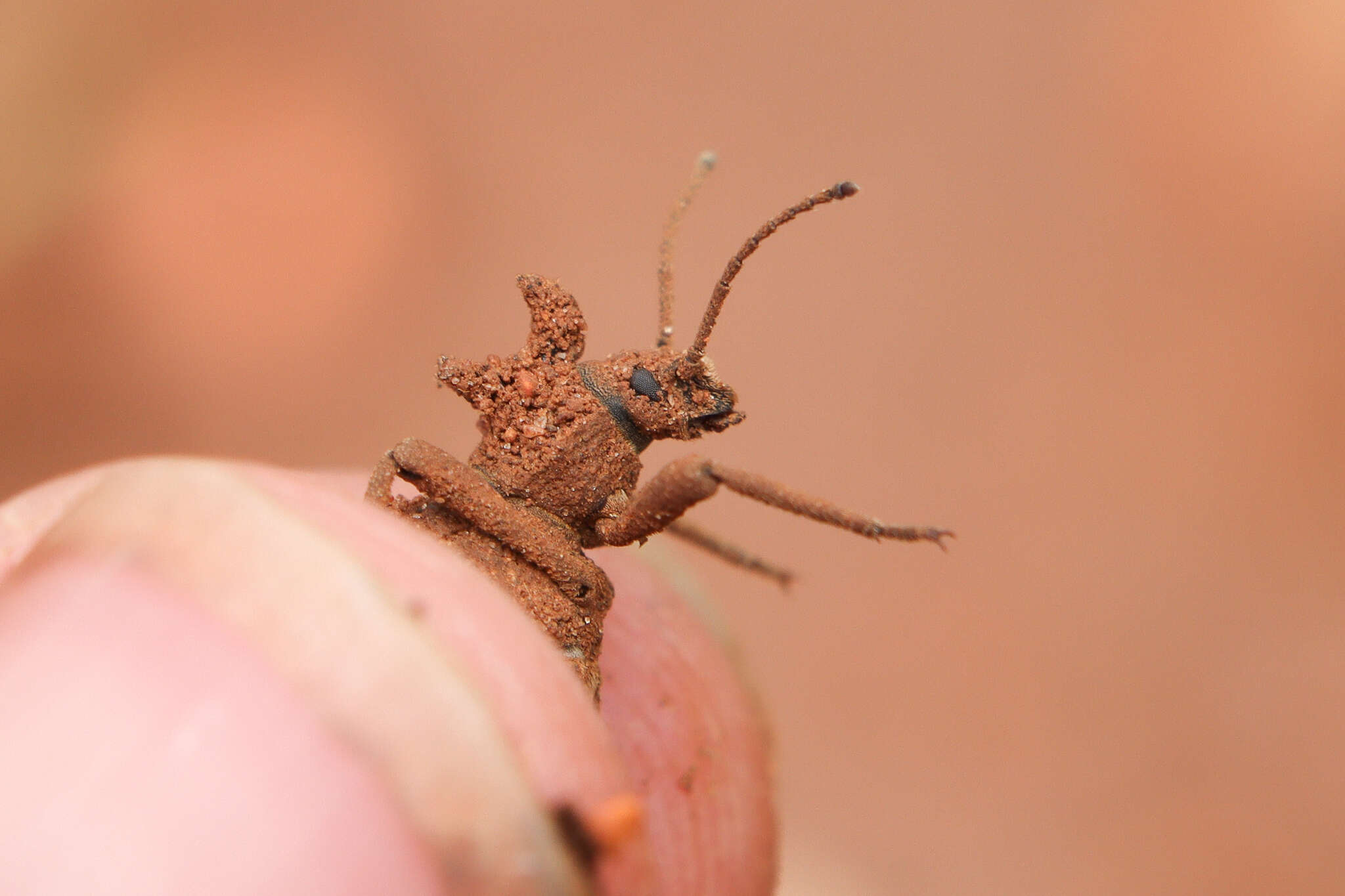 Image of Echinotus spinicollis (Laporte 1840)