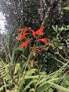 Image of Crocosmia mathewsiana (L. Bolus) Goldblatt ex M. P. de Vos