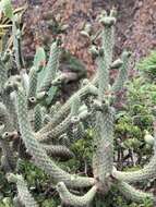 Image of cane cactus