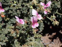 Image of Pelargonium griseum Knuth