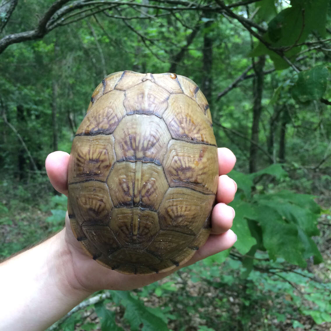 Image of Three-toed box turtle