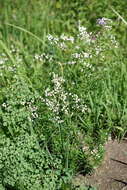 Sivun Galium paniculatum (Bunge) Pobed. kuva