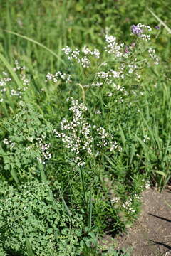 Sivun Galium paniculatum (Bunge) Pobed. kuva