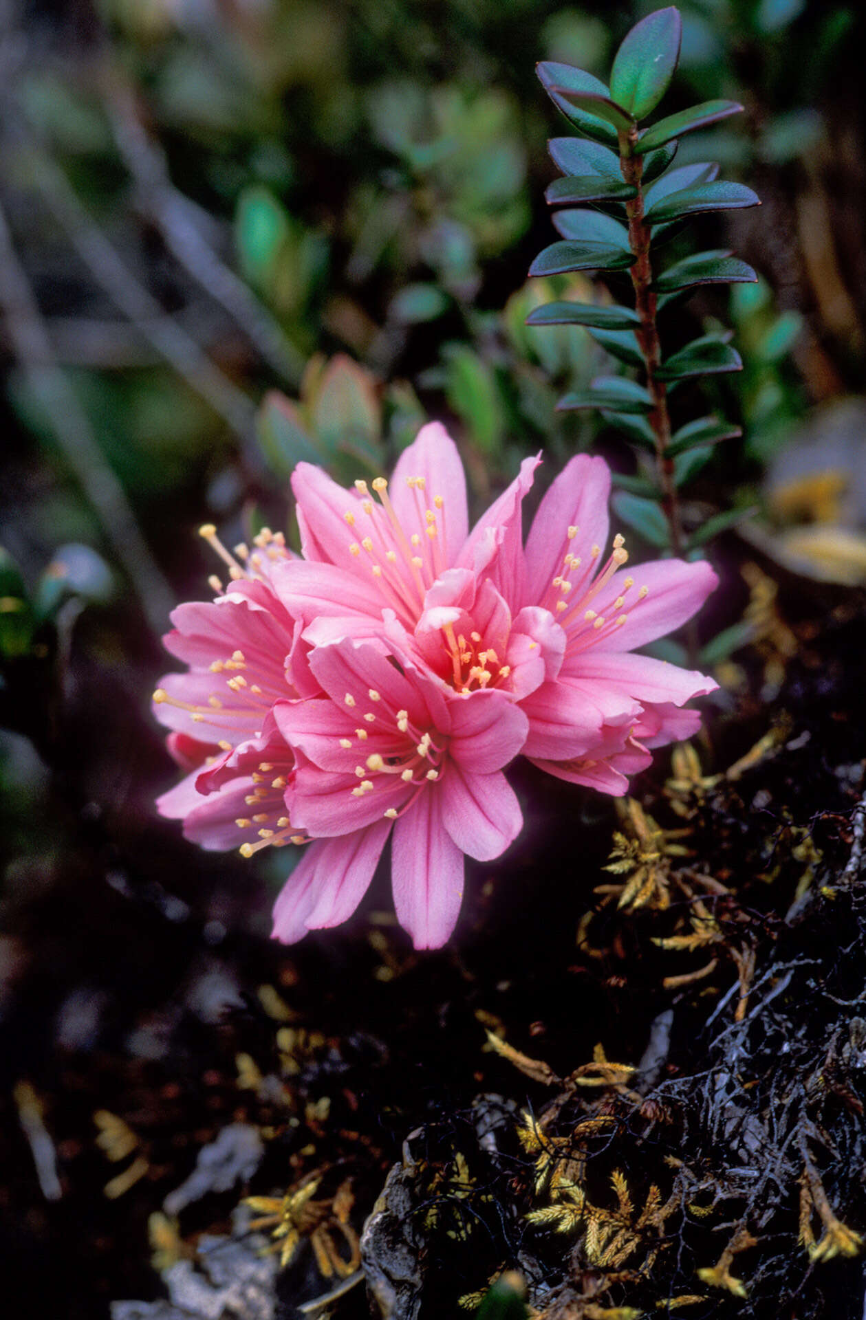 Image of Bejaria imthurnii N. E. Br.