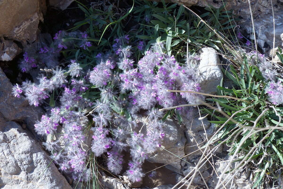 Image of Stachys lavandulifolia Vahl