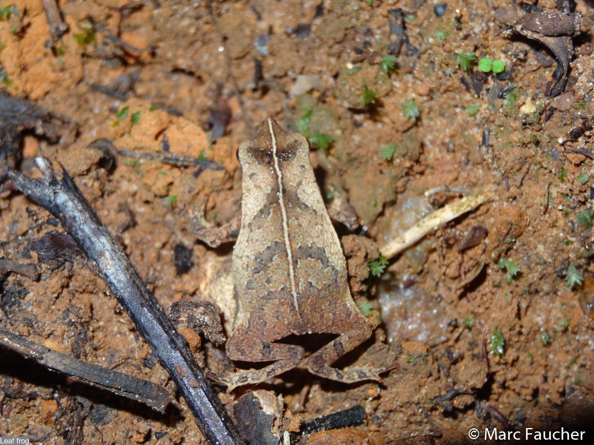 صورة Rhinella castaneotica (Caldwell 1991)