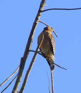 Image of Red-shouldered Hawk