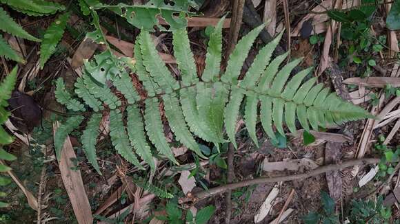 Image de Dryopteris decipiens var. diplazioides (Christ) Ching