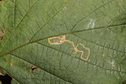 Imagem de Stigmella microtheriella (Stainton 1854) Fletcher et al. 1945