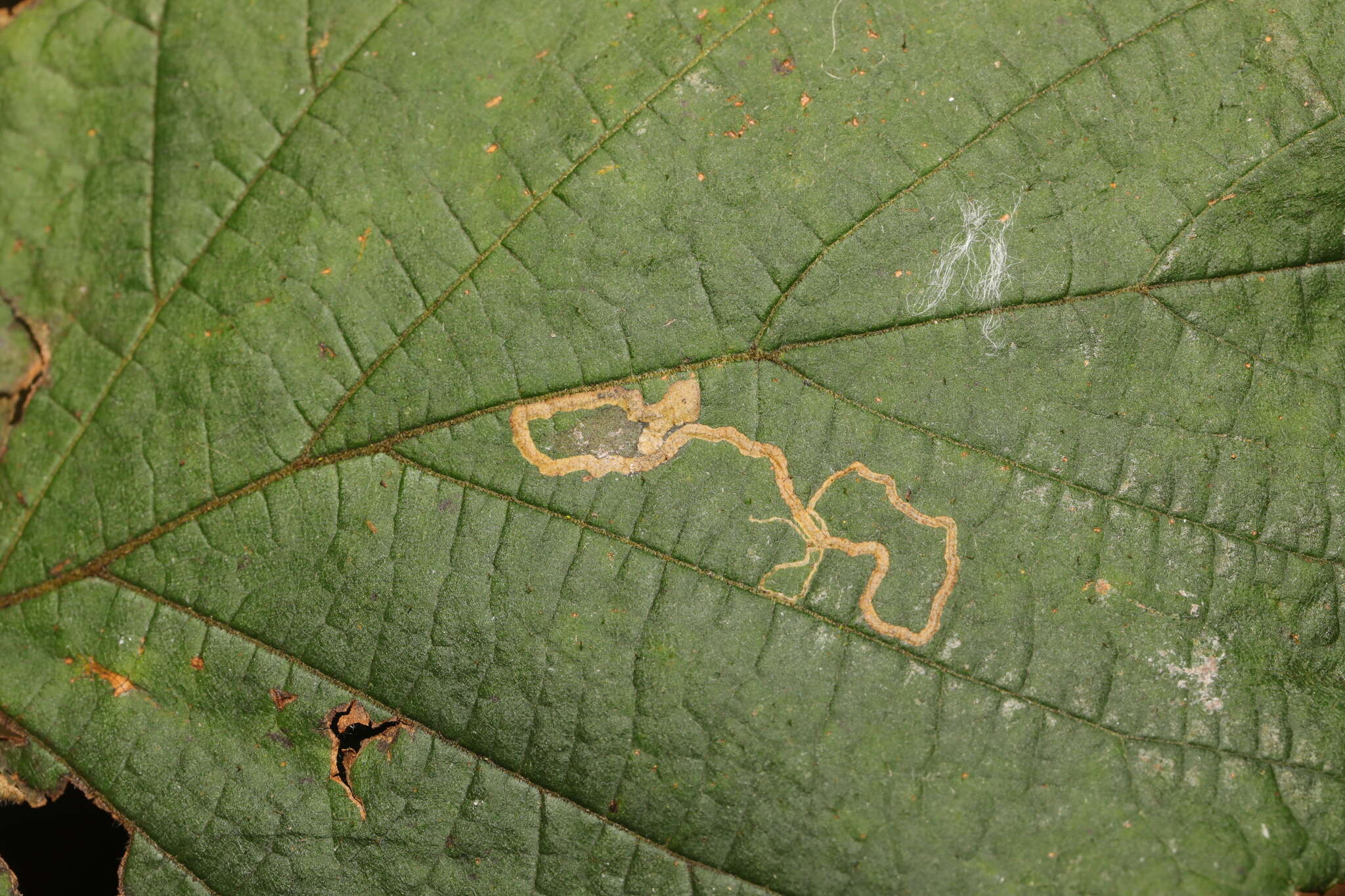 Image of Stigmella microtheriella (Stainton 1854) Fletcher et al. 1945