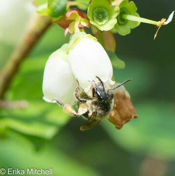 Image of Andrena carolina Viereck 1909