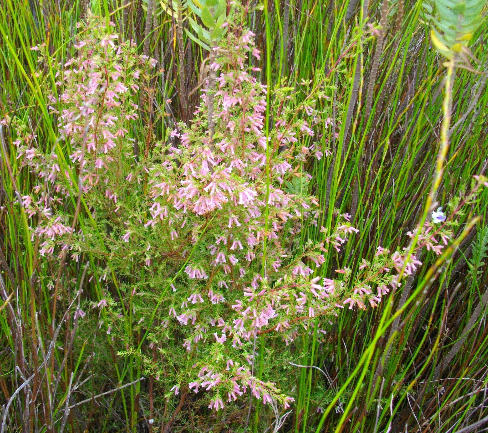 Image of Redhill Heath