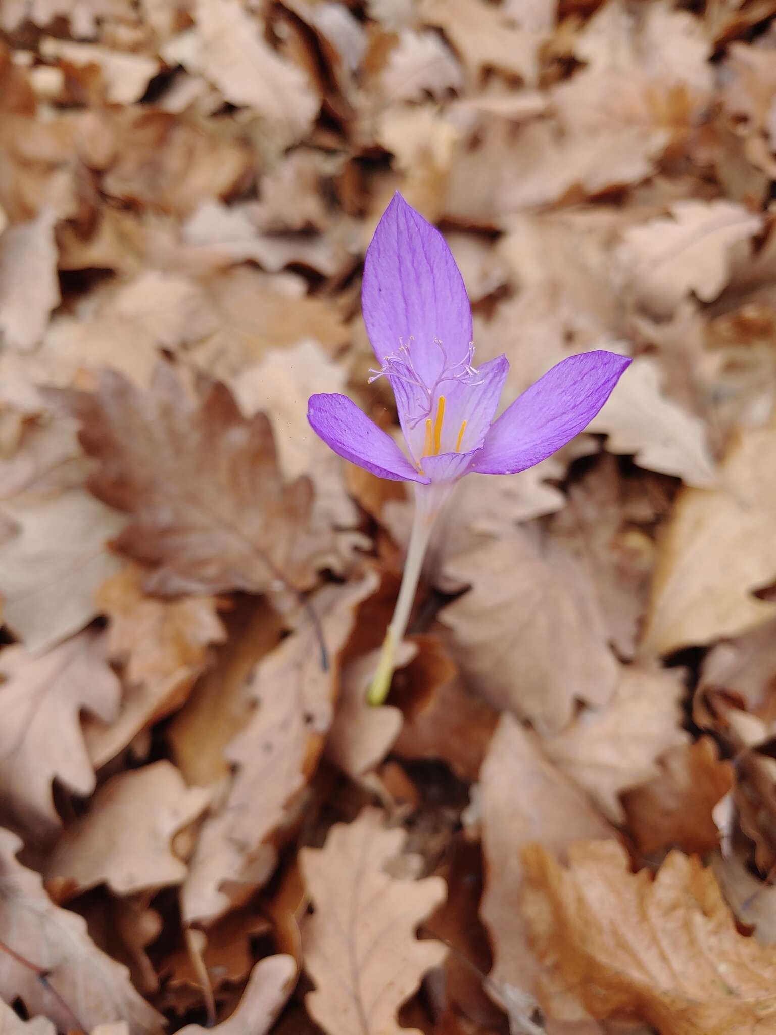 Image of Crocus banaticus J. Gay