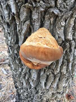 Image de Inocutis dryophila (Berk.) Fiasson & Niemelä 1984