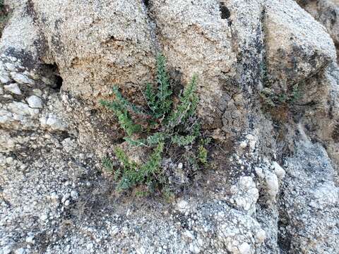 Image of viscid lipfern