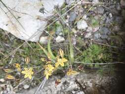 Image of Coast Range triteleia