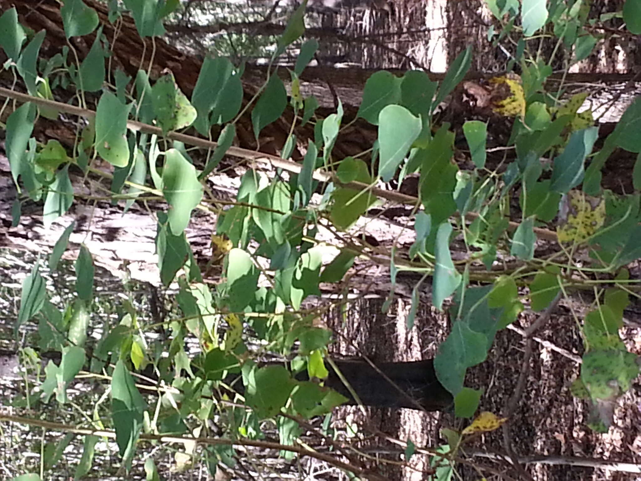 Image of Chinese tallow