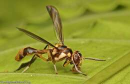 Image of Xenaspis homichlodes Hendel 1914