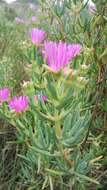 Image of Lampranthus stipulaceus (L.) N. E. Br.