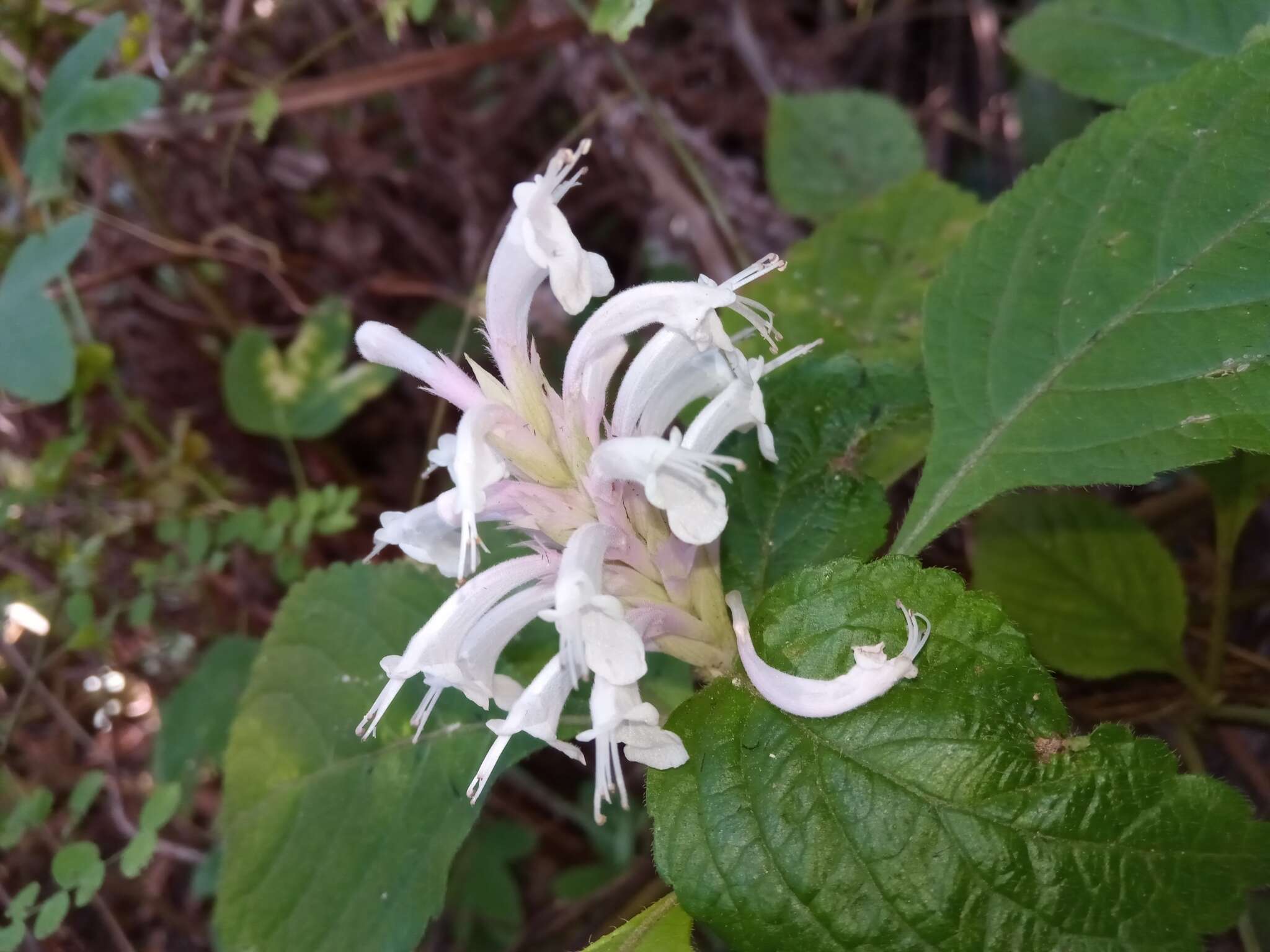 Image of Achyrospermum fruticosum Benth.